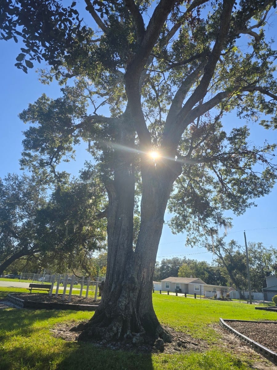 Calvin Taylor Park