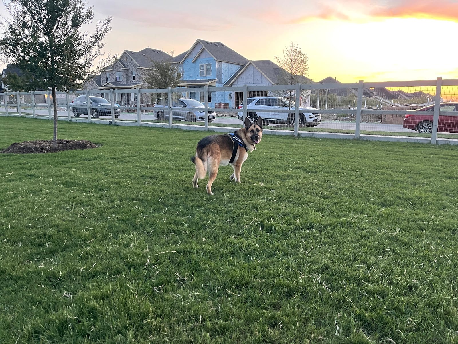Harvest Bark Park - Big Dogs