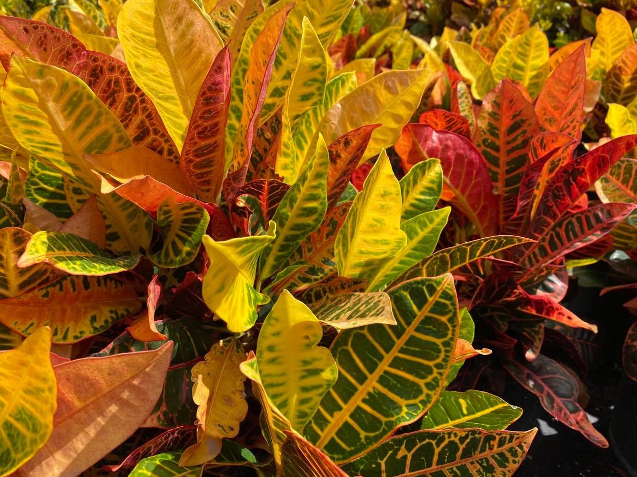 Hazeltine Nurseries, Inc., photo 3