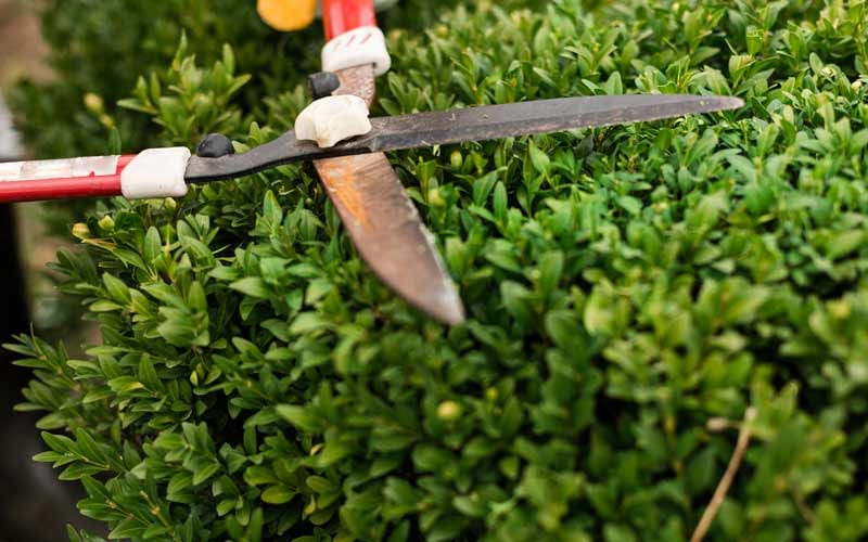 Hector Landscaping & Lawn Services, photo 3