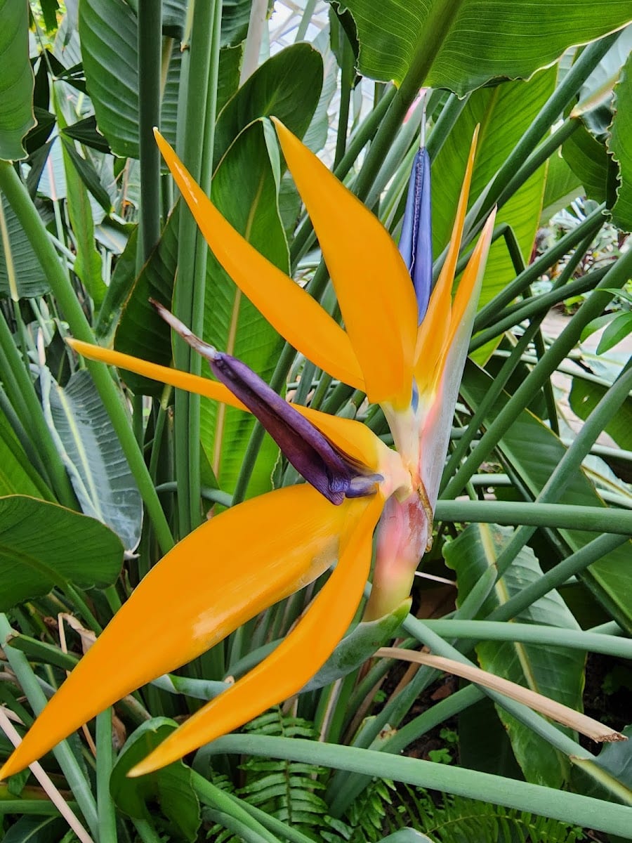 Foellinger-Freimann Botanical Conservatory, photo 4