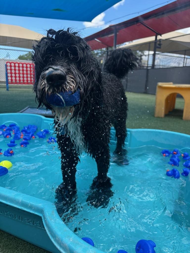 Bay Paws Pet Resort - Ybor City, photo 3