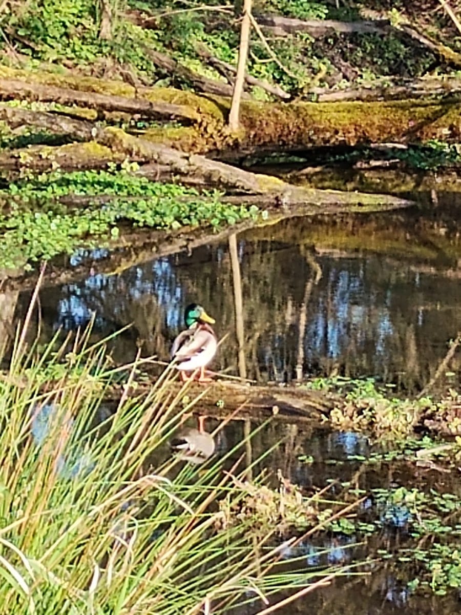 Minthorn North Natural Area