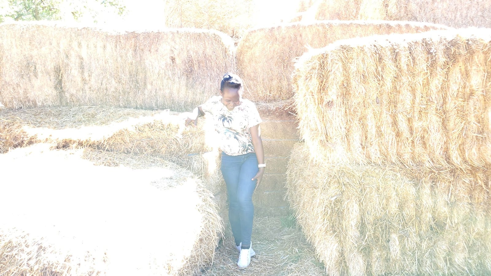 Corn maze, photo 3