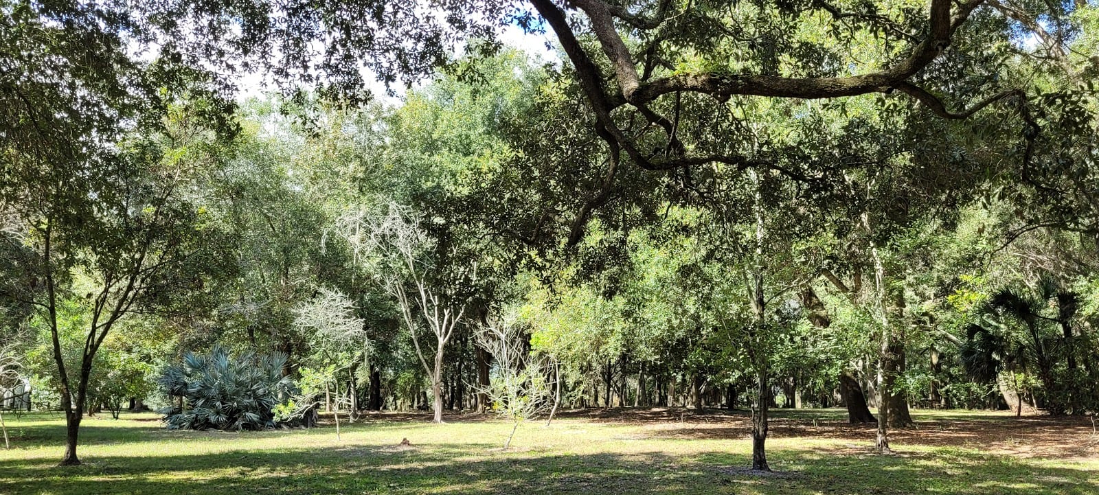Blackwater Hammock
