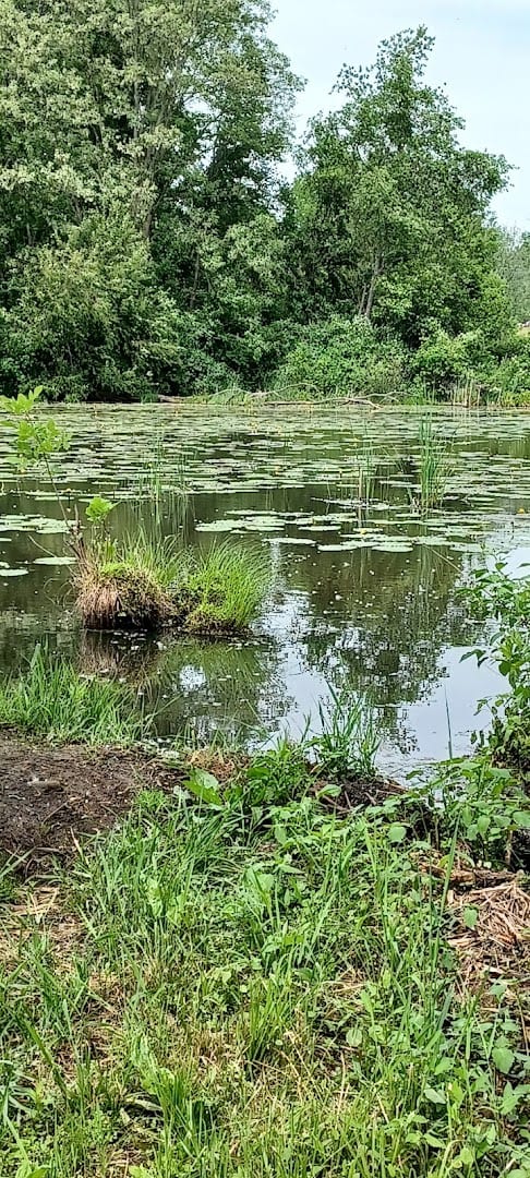 Bog Meadow Brook Trail, photo 4