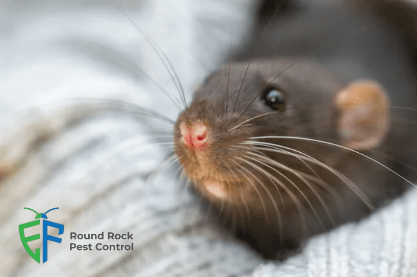 Round Rock Pest Control
