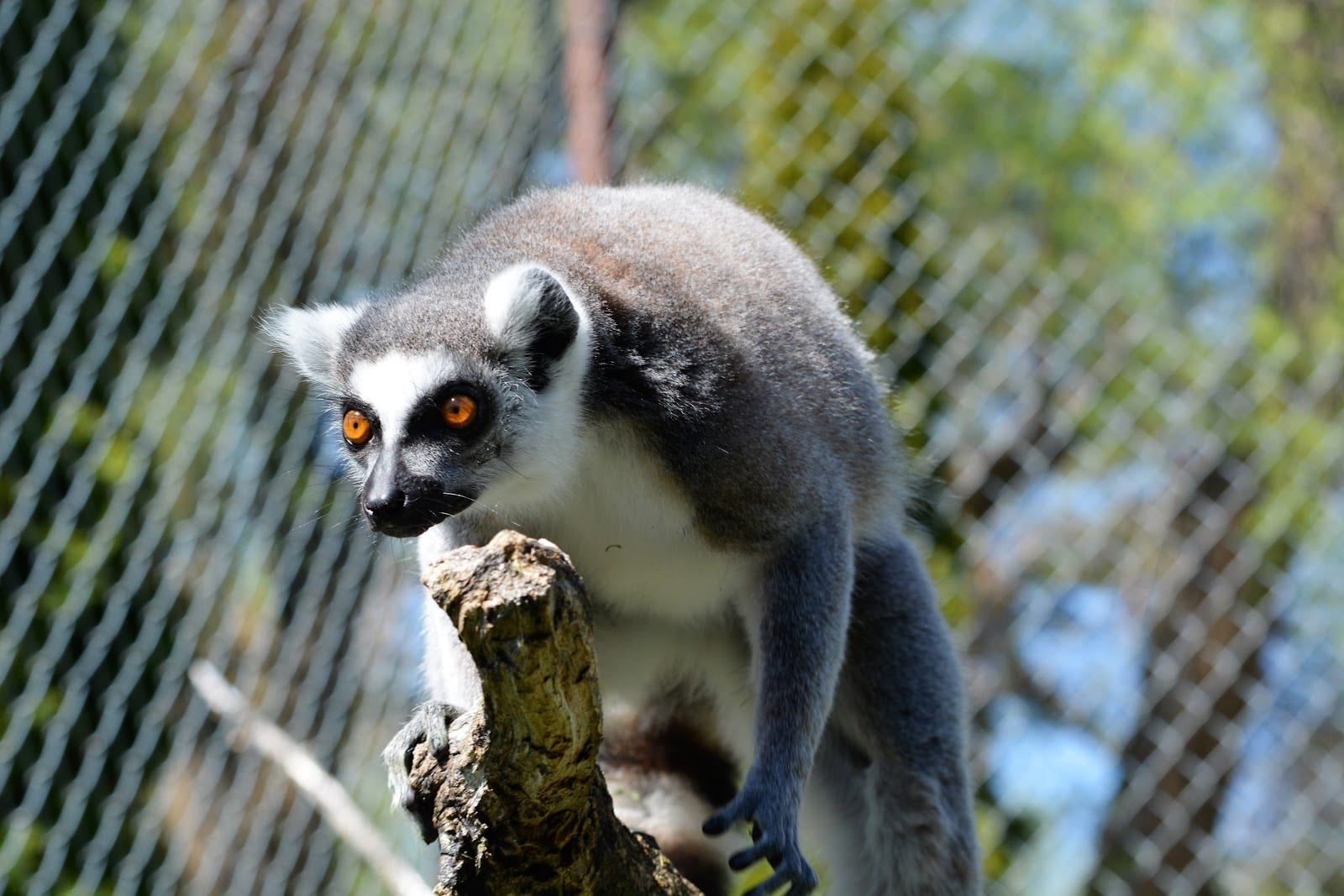 Zootah, photo 2
