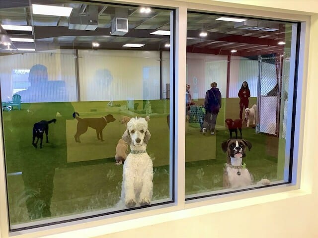 Ruff House | Dog Boarding, Day Care, Indoor Dog Park, photo 2