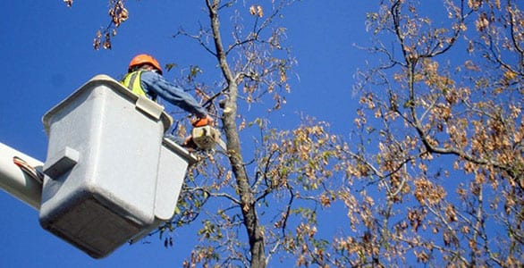 American Tree Service, photo 3