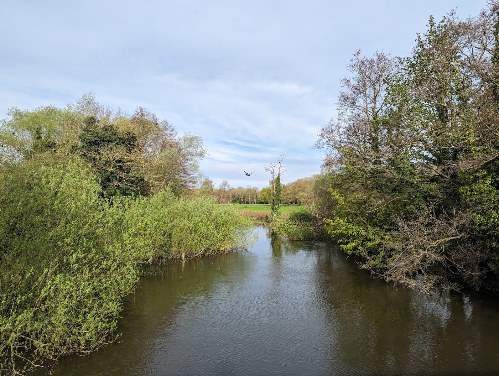 Anderson's Meadow