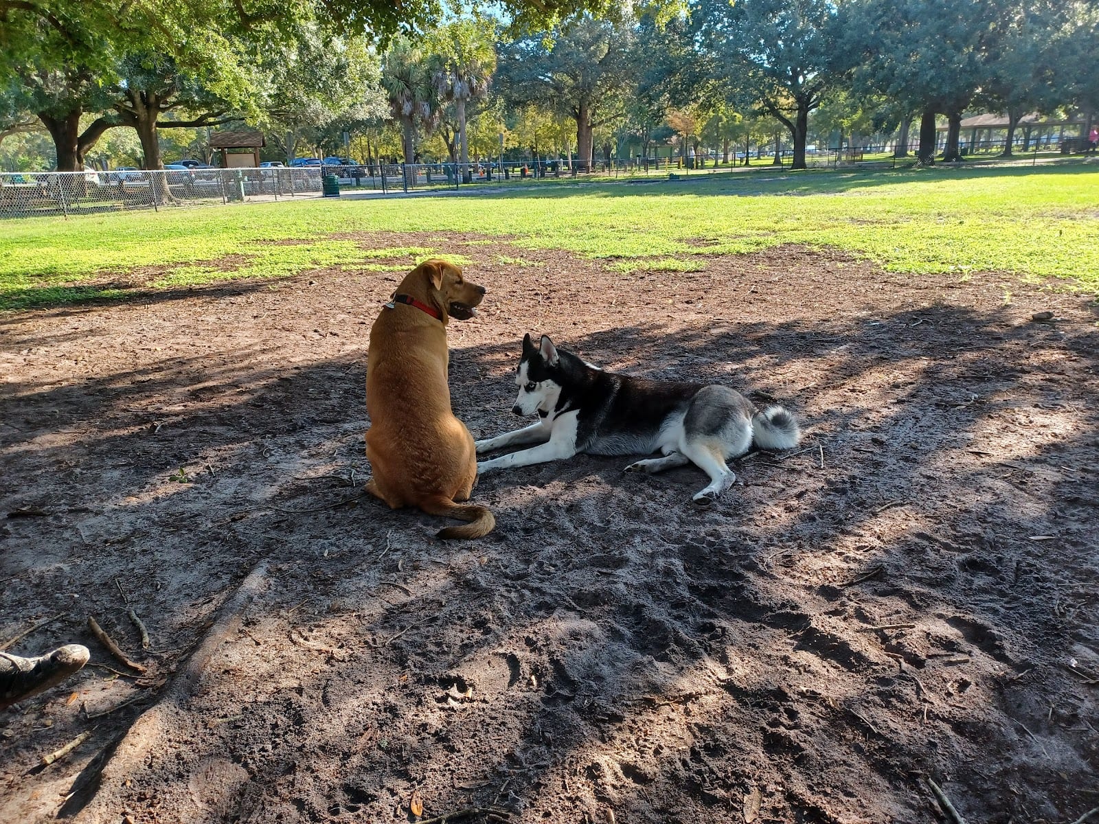 Dog Park at Al Lopez Park