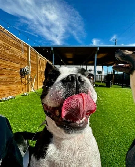 The Pawms Pet Resort Madison, photo 2