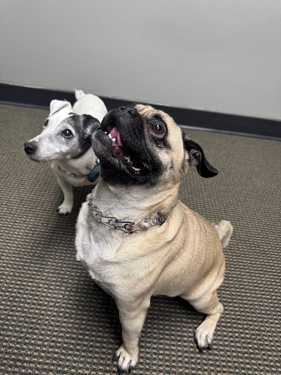 Denver Central Chiropractic - Dog Chiropractor in Denver