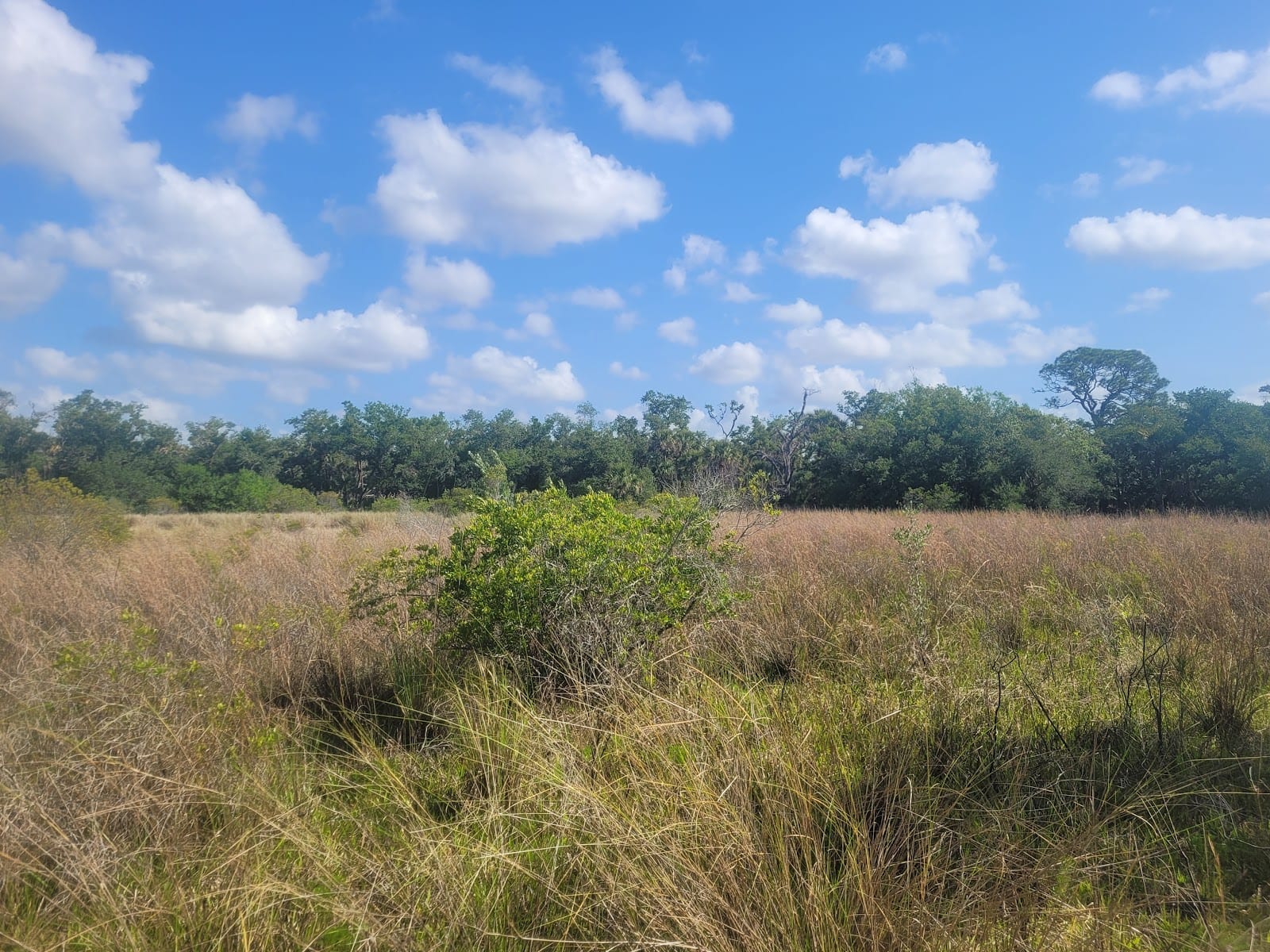 Big Slough Preserve, photo 3