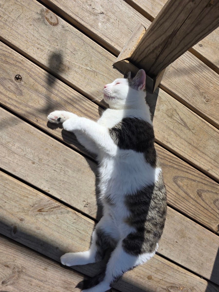Salty Cat Cafe, photo 3
