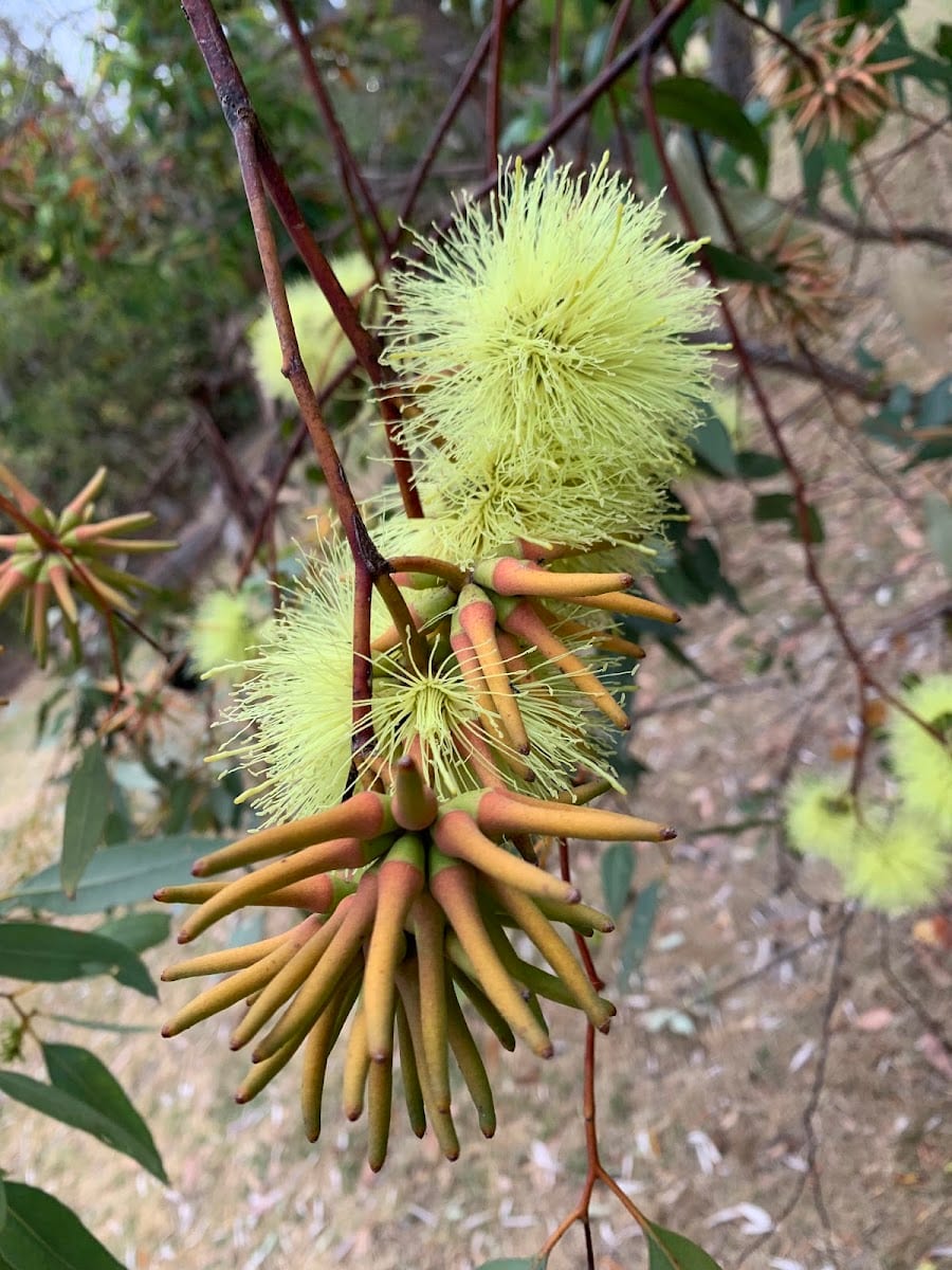 Banksia Woods Reserve, photo 2