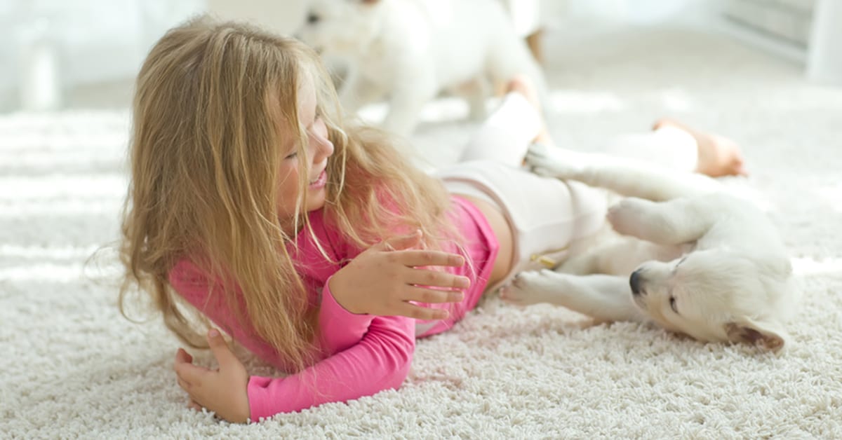 Oxymagic Carpet Cleaning, photo 4