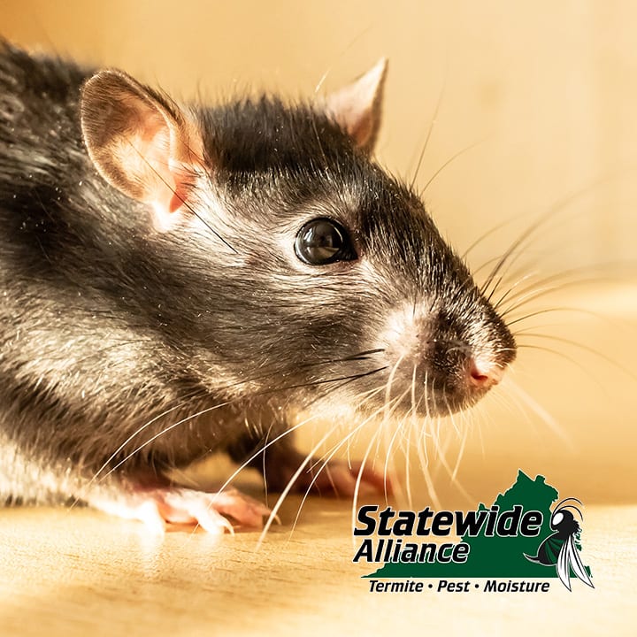 Statewide Alliance Termite, Moisture & Pest Control, photo 3