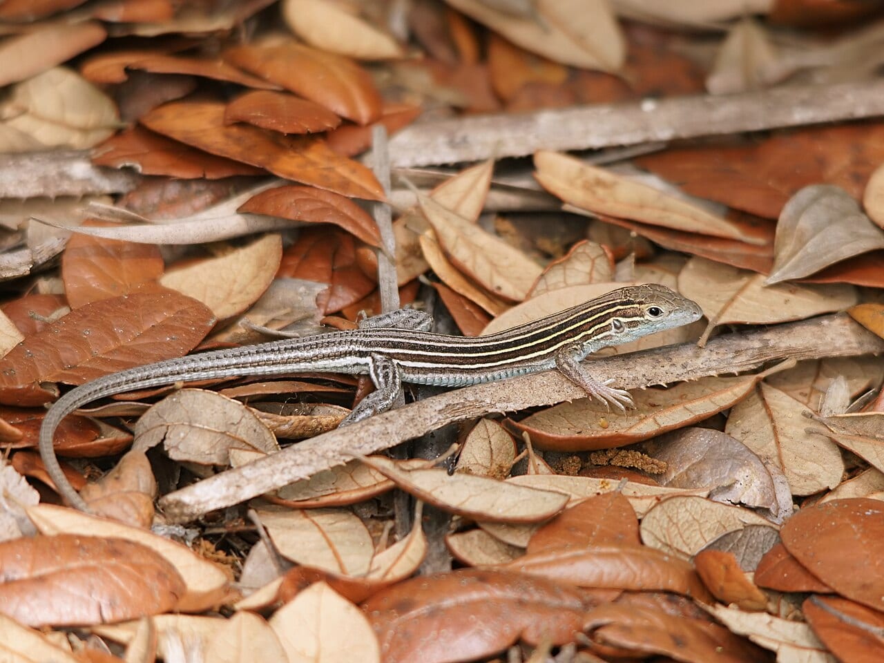 Little Brown Skink: Florida’s Tiny Native Lizard in the Leaf Litter