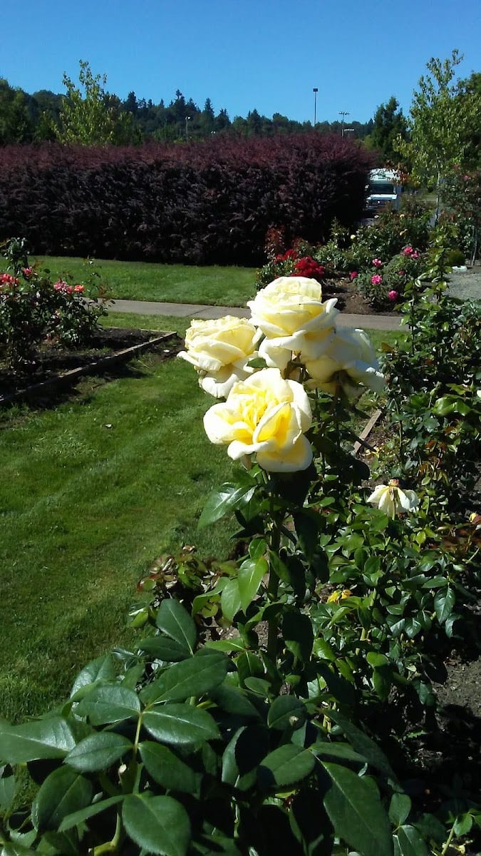 Sara Hite Rose Garden