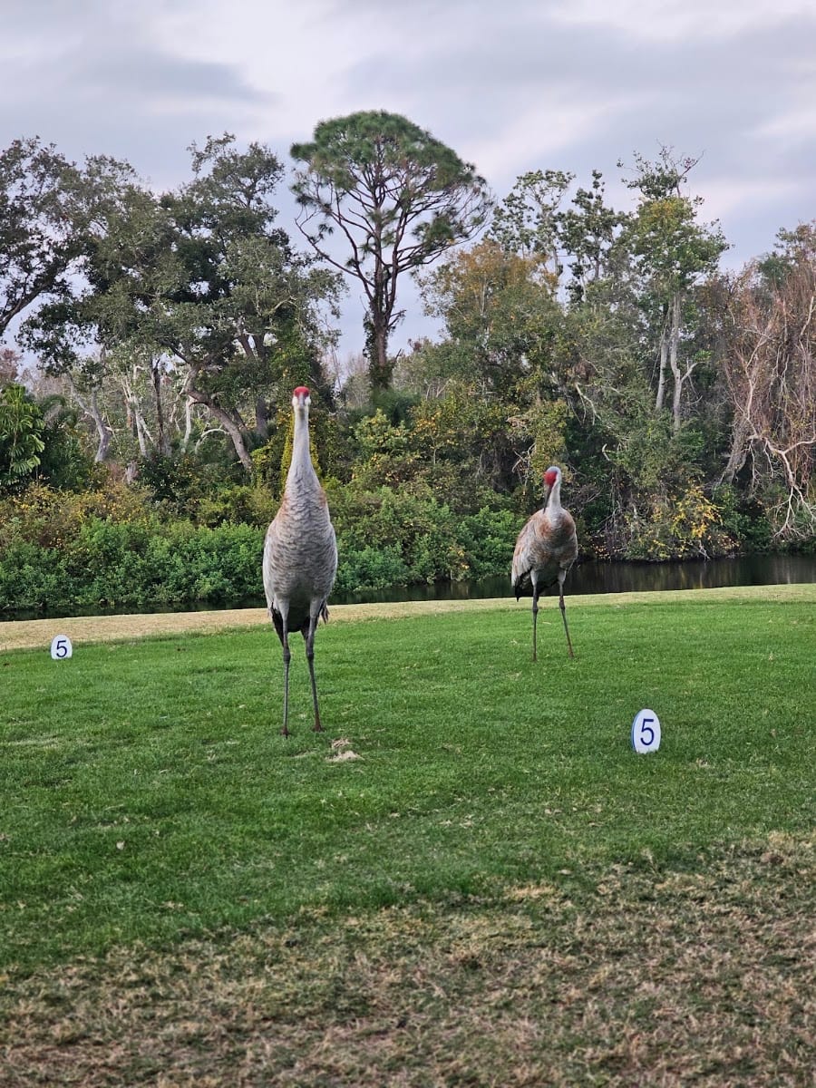 Serenoa Golf Club, photo 3