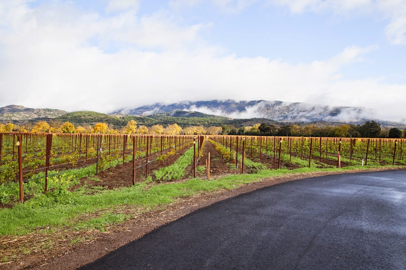 Materra | Cunat Family Vineyards