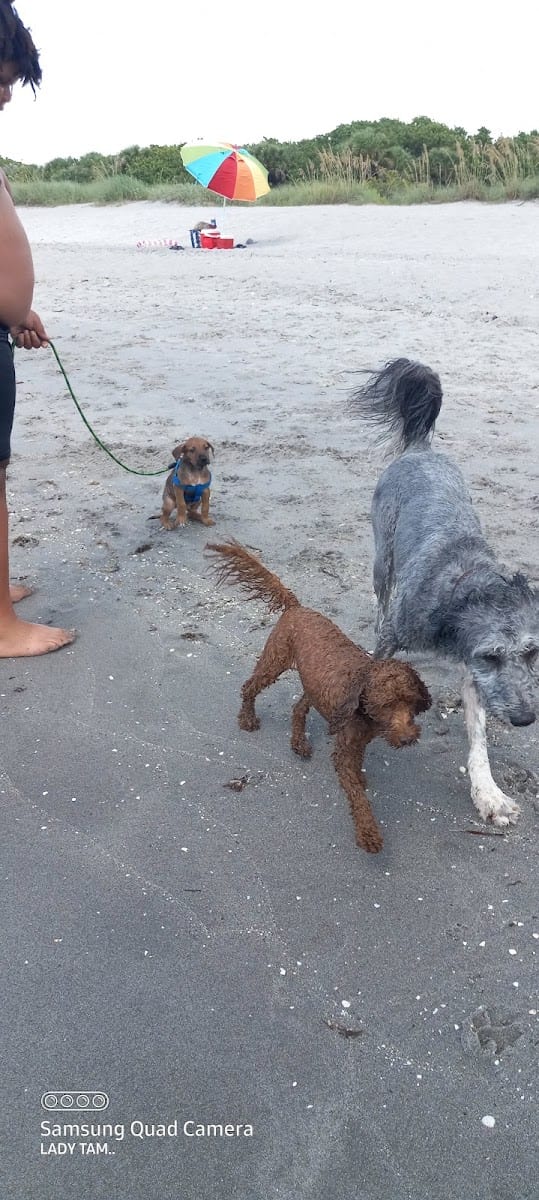 Paw Park Beach, photo 3