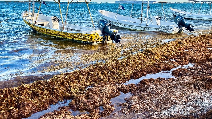 Puerto Morelos Is Getting Hit by Record Sargassum, But It's Fighting Back Better Than Its Neighbors