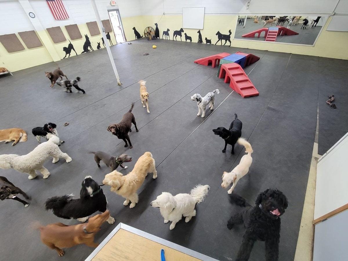 Dog Zone, photo 3