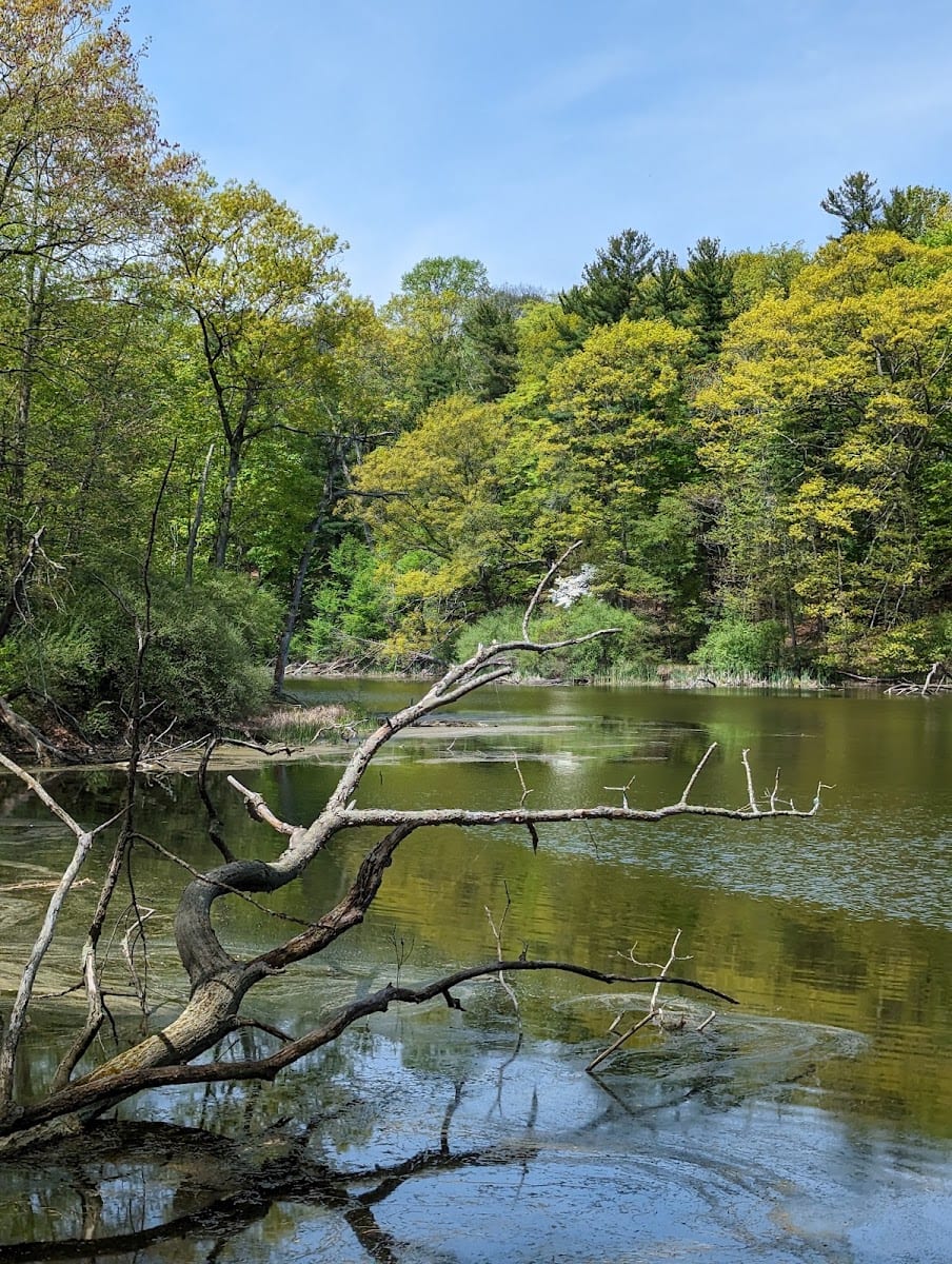 Durand Eastman Park Arboretum, photo 2
