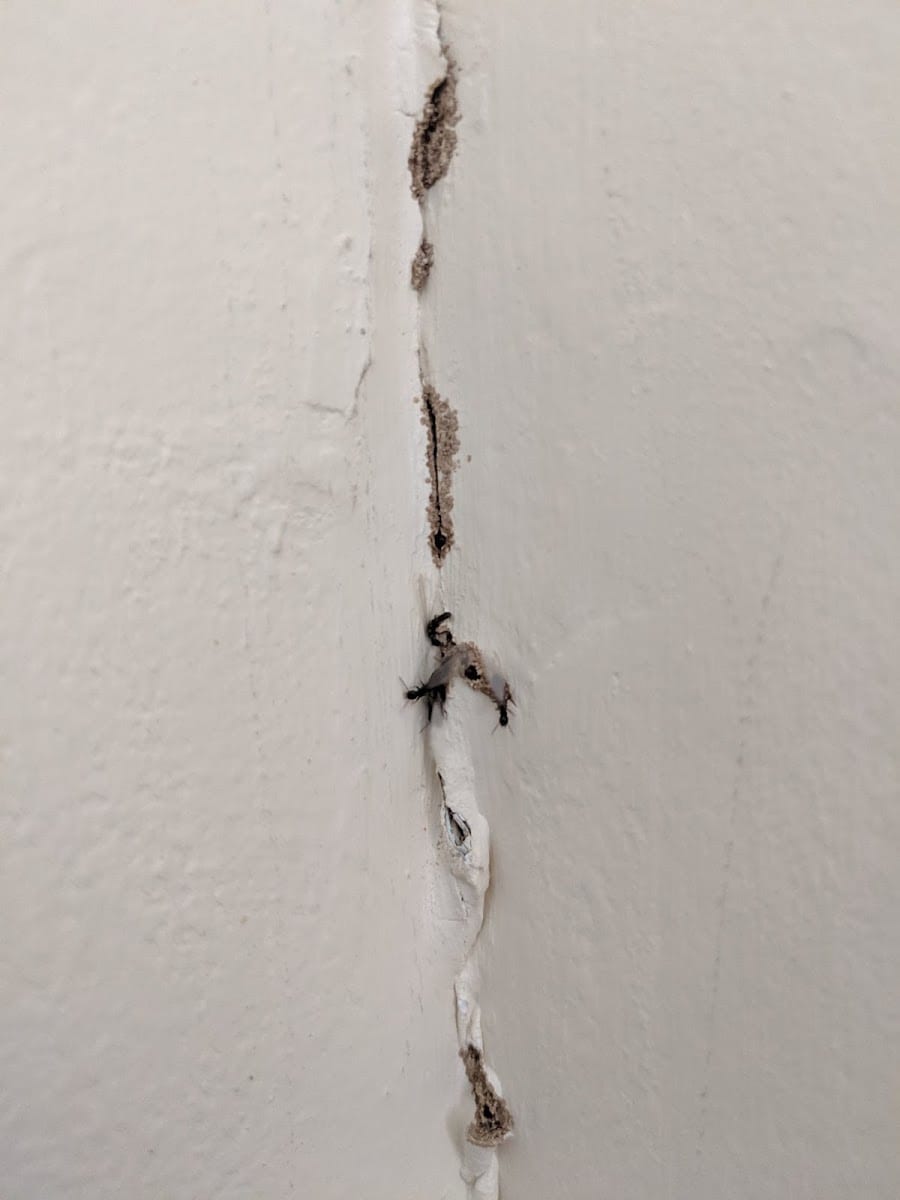 Bales Termite & Pest Control