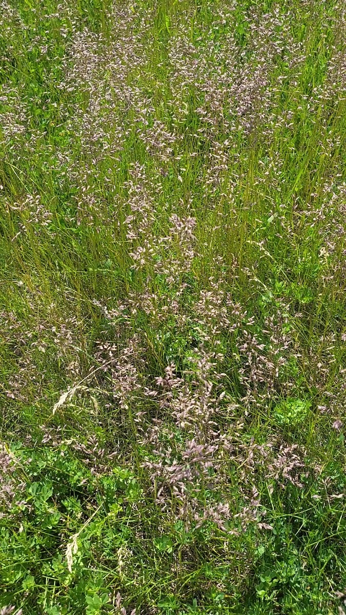 Centennial Park Diamond #9, photo 2