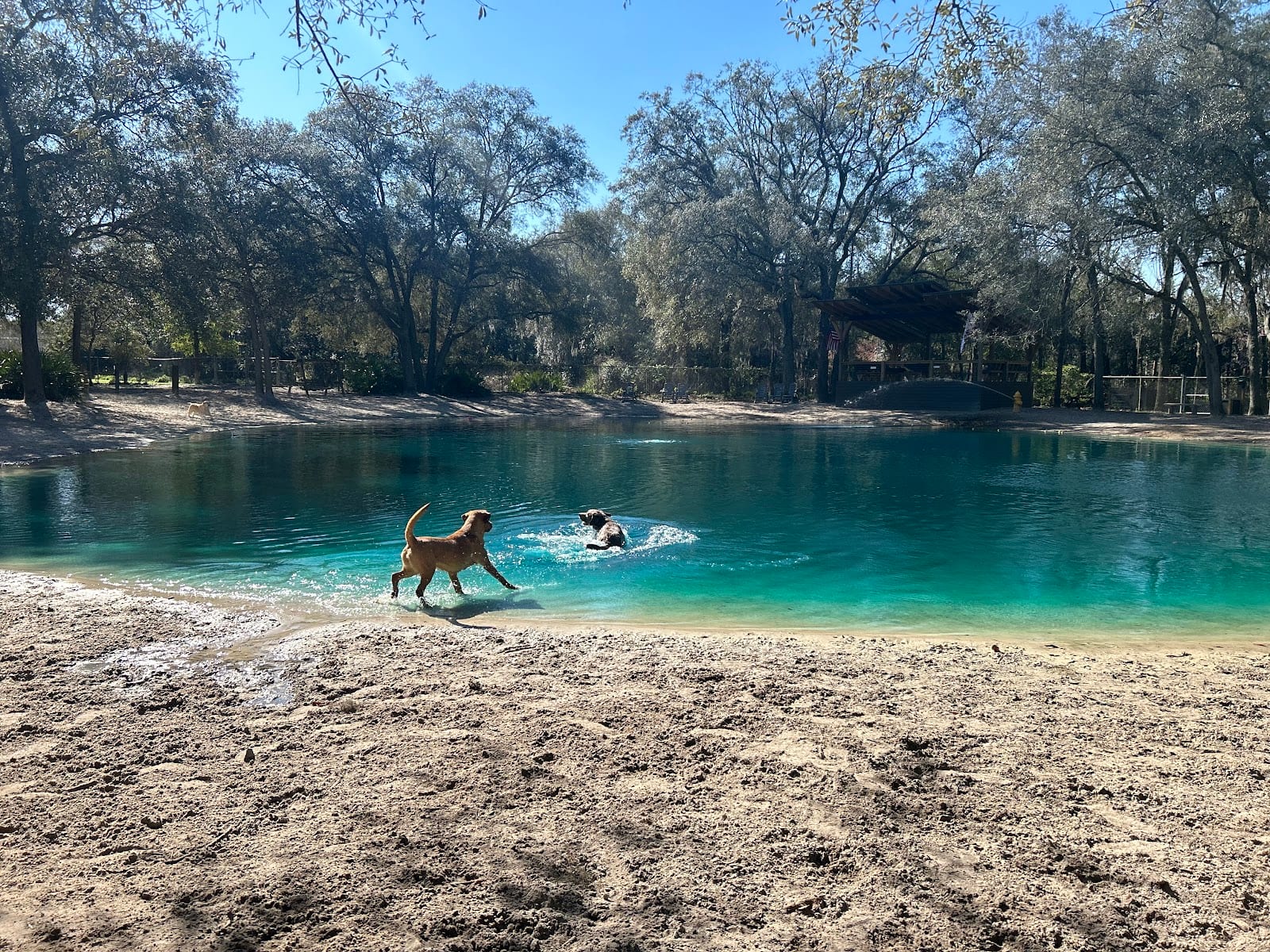 Poochie's Park