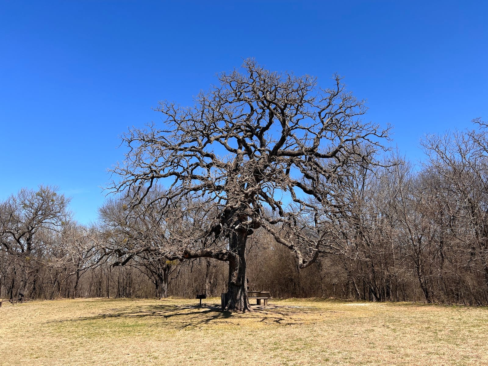 Trophy Club Park Sycamore Tree, photo 3