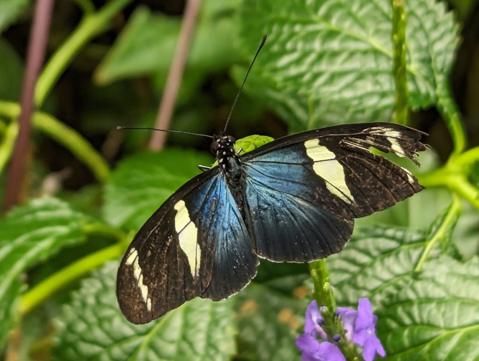 Dancing Wings Butterfly Garden