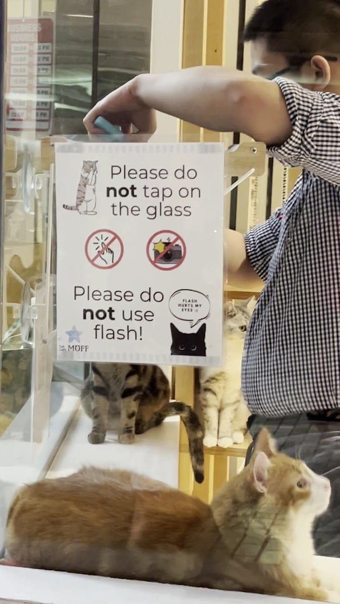 Cat Café MOFF Ala Moana Center, photo 3