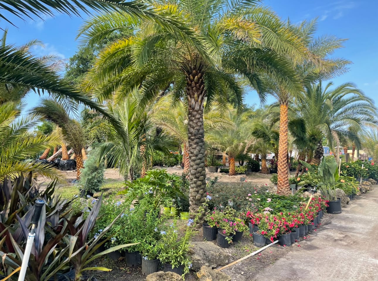 Palm Brothers Landscaping
