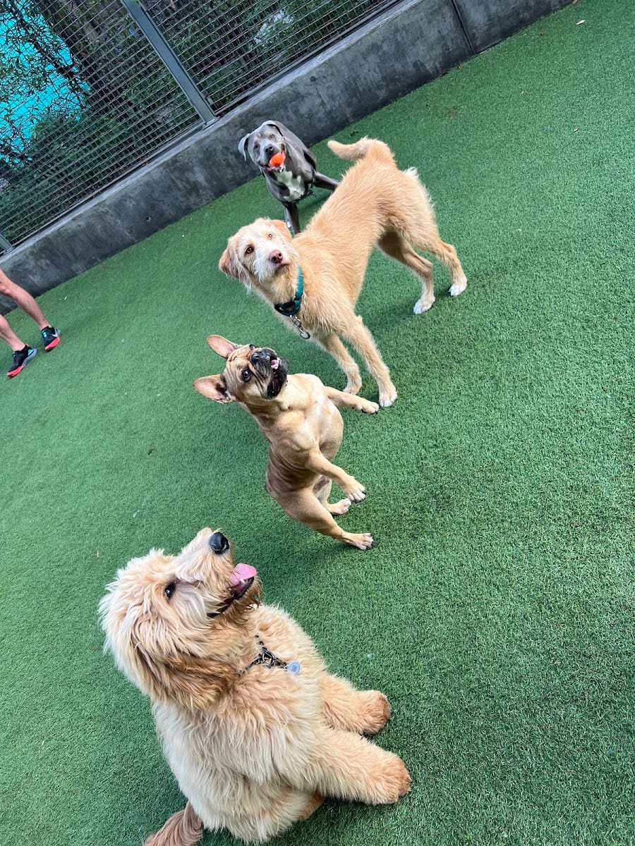 SoMa West Dog Park