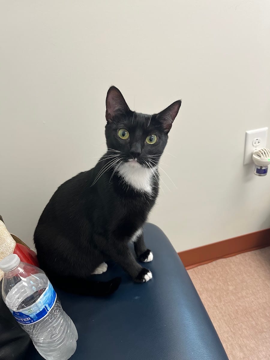 Southpaw Animal Clinic of Madison, photo 2