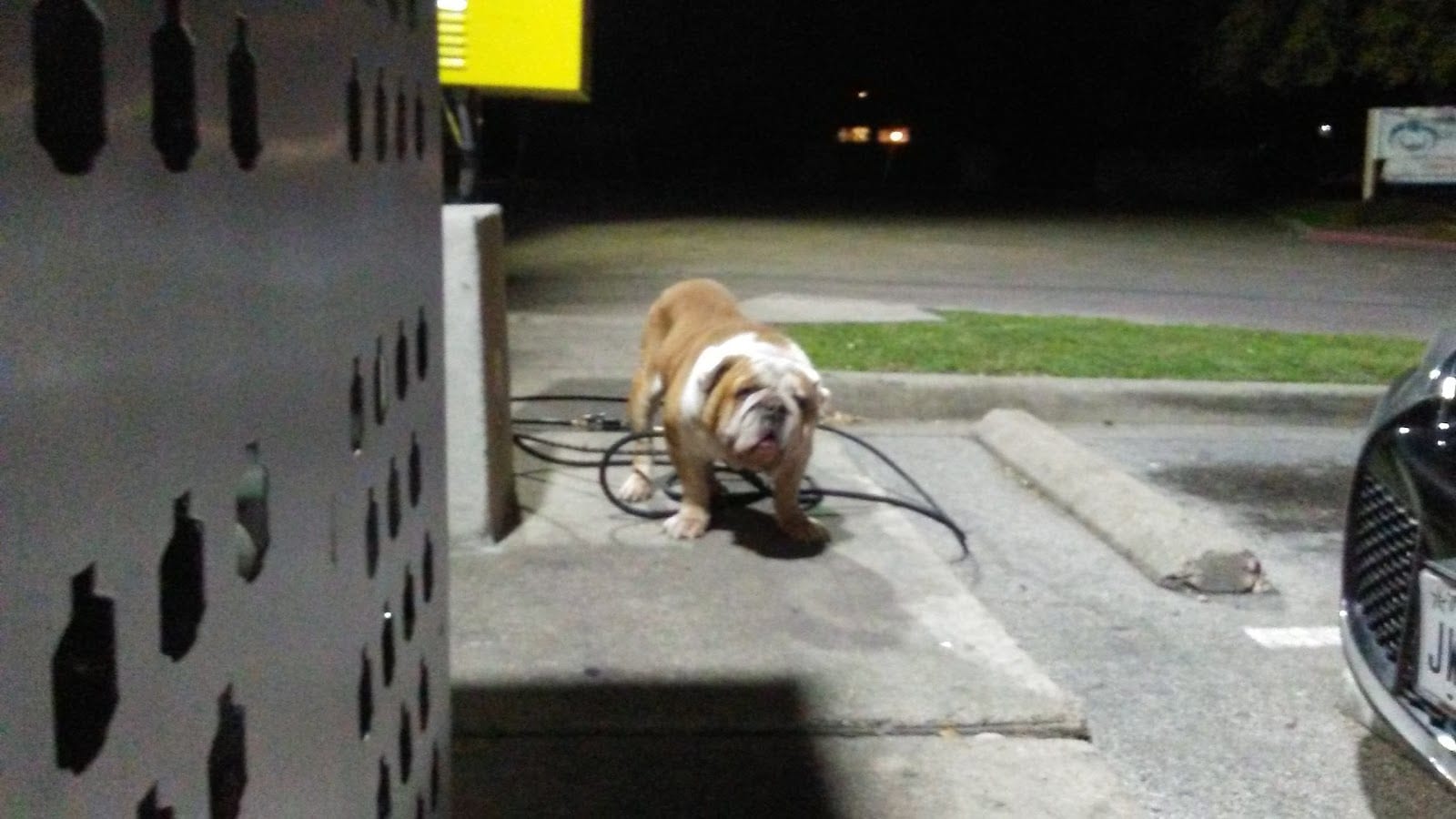 Shell, photo 3