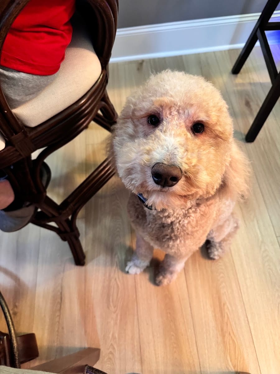 Blue Sky Pet Spa