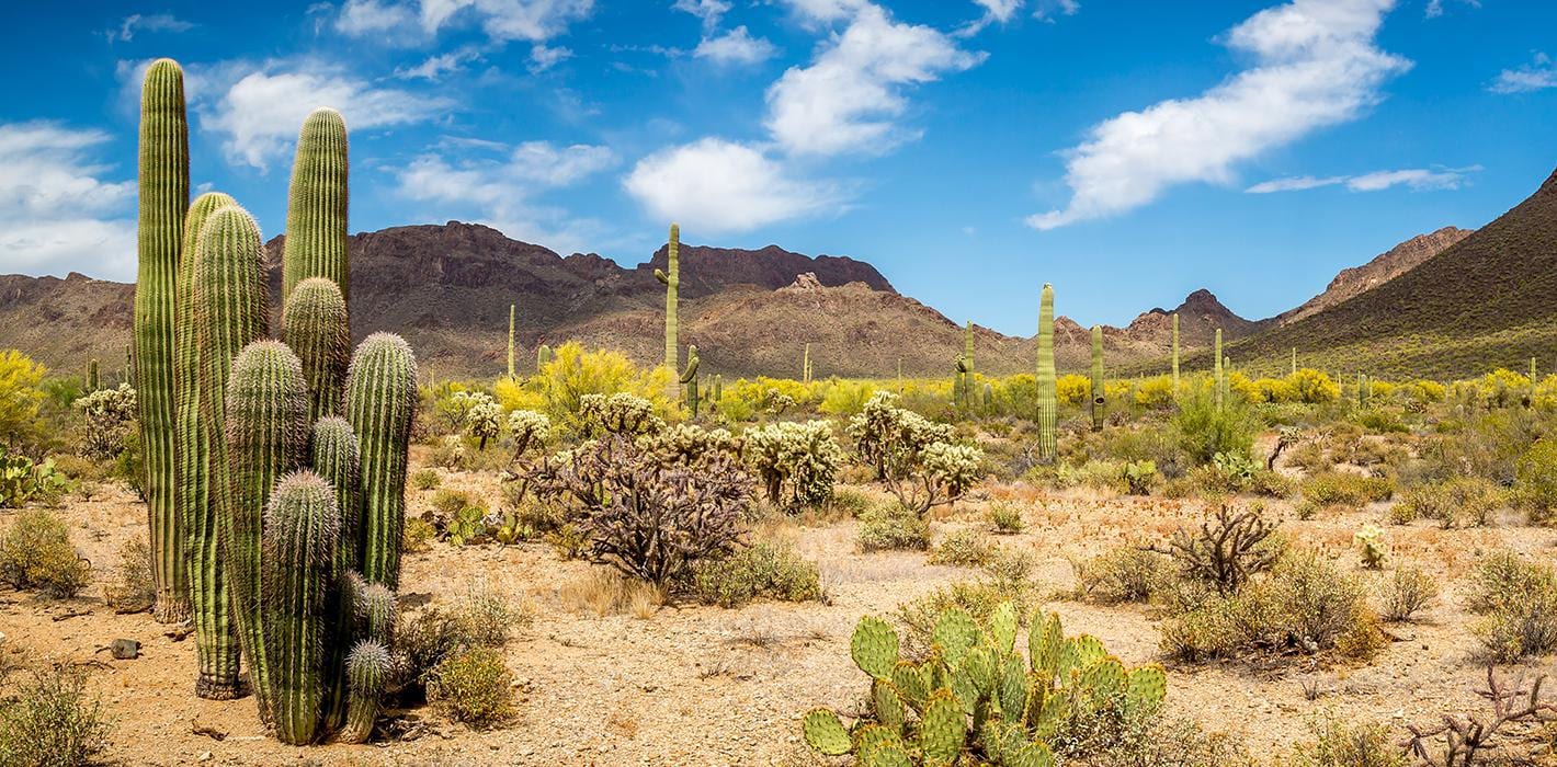 Scottsdale Vista Dental: Gerald Paik, DDS