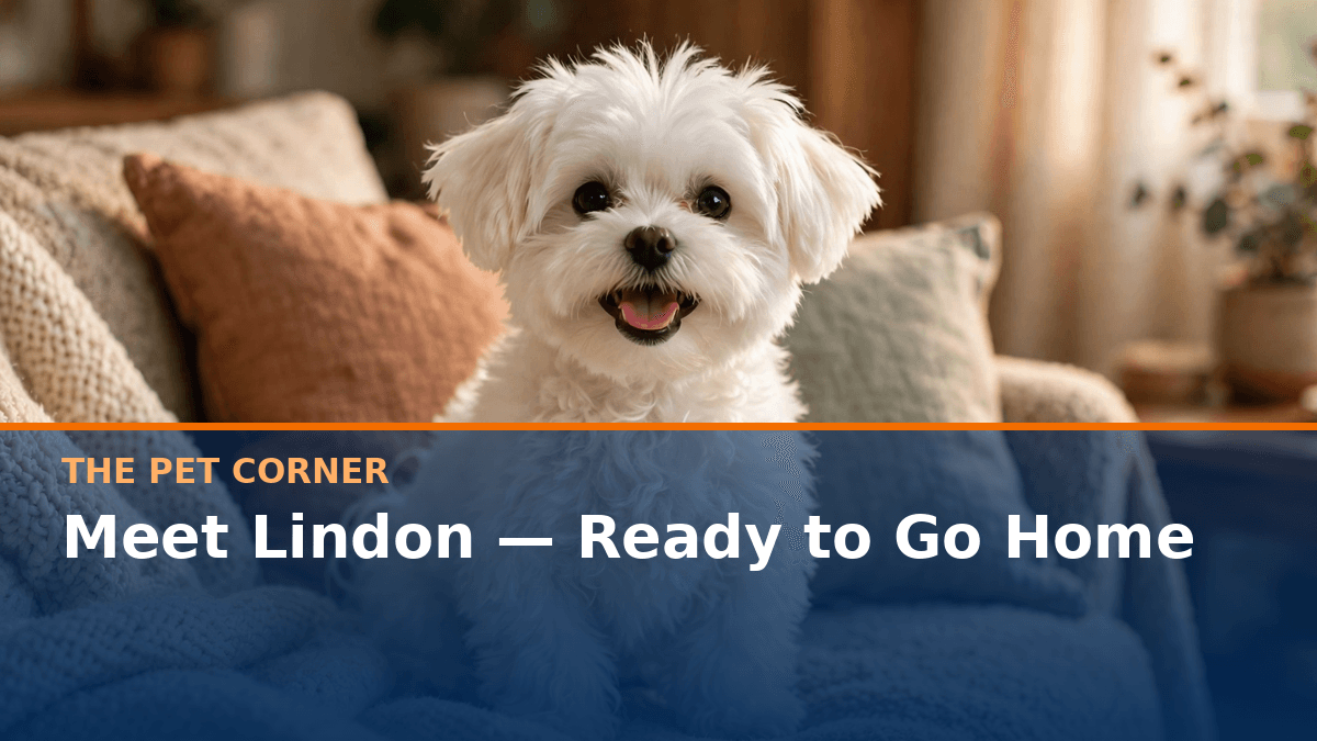 The Pet Corner: Meet Lindon — Ready to Go Home