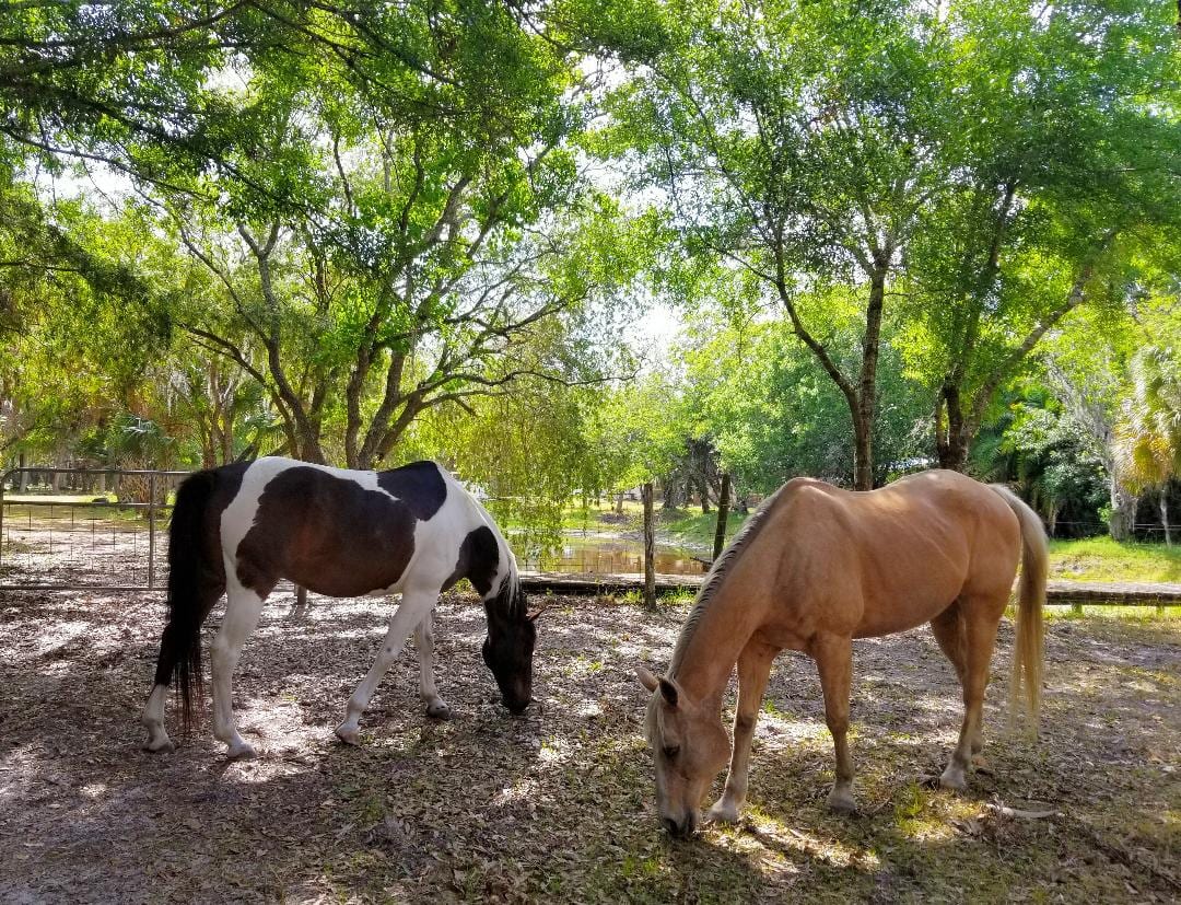Bits of Paradise Ranch