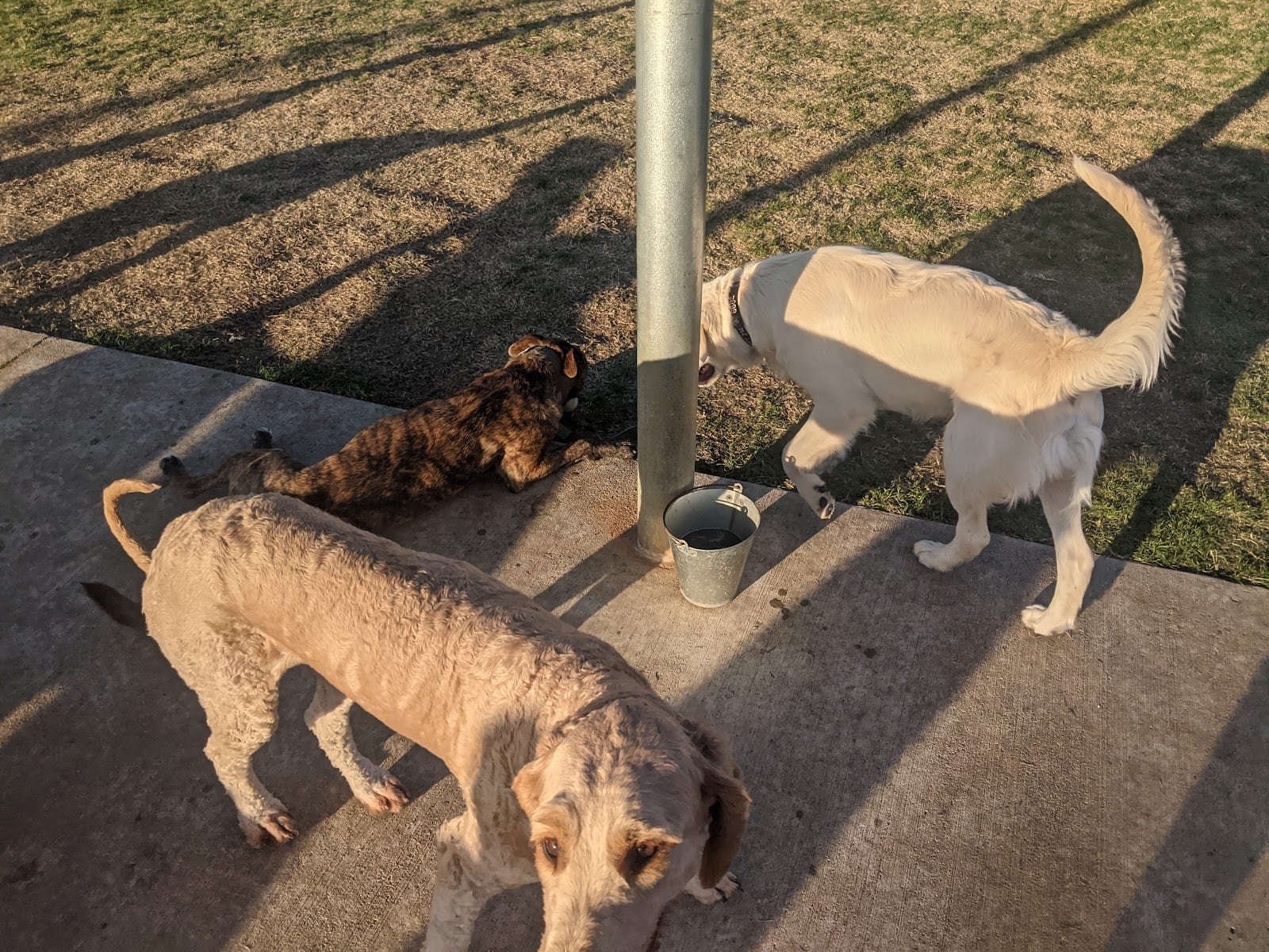 Briarhill dog park