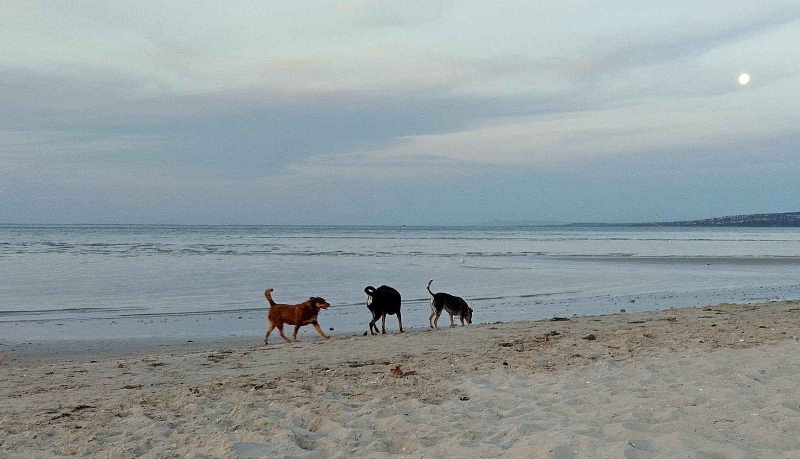 Rosebud Beach Dog Off Leash Area, photo 3