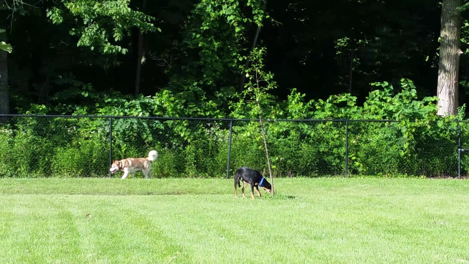 Pawster Park (Pay Access), photo 3