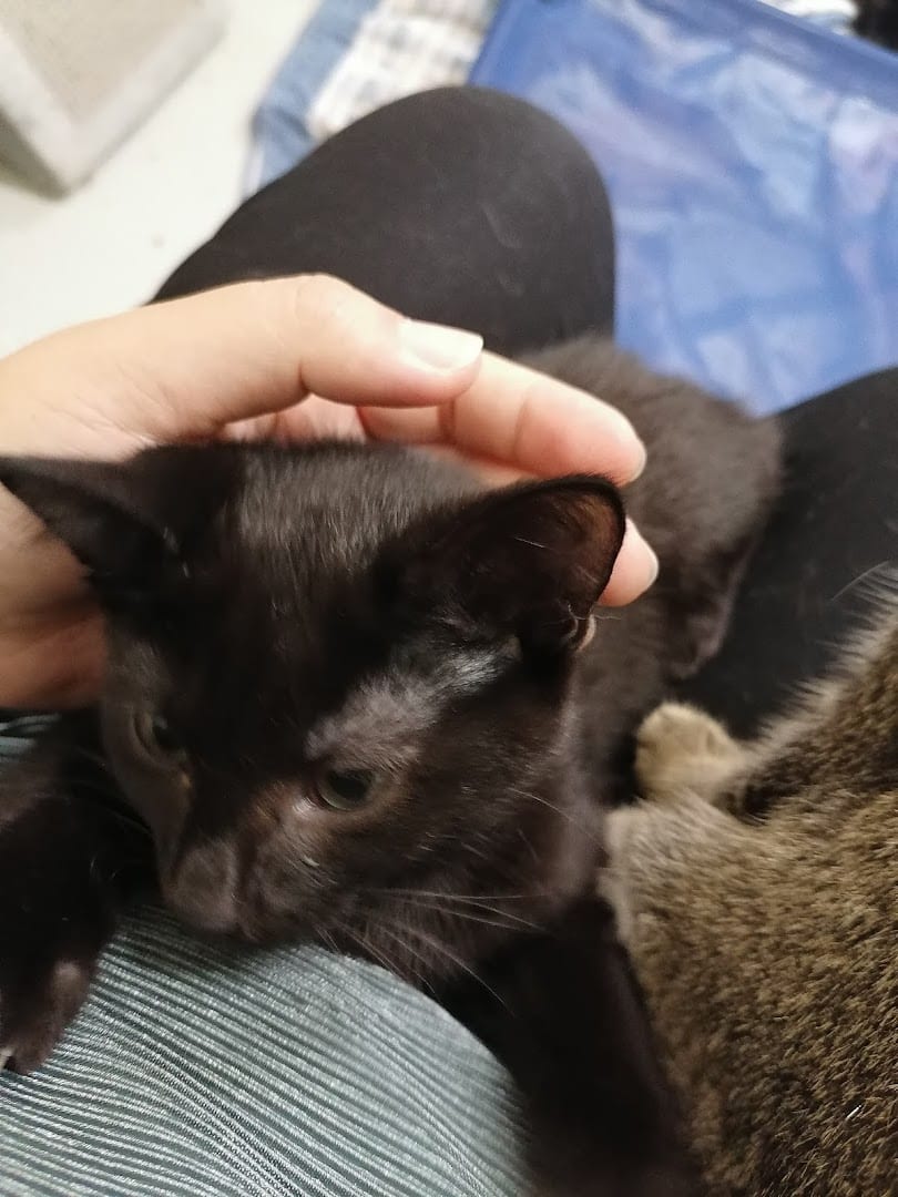Companion Cats Inc