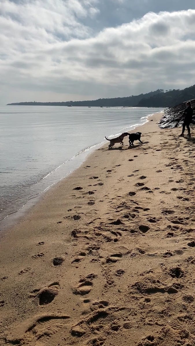 Hawker Beach Dog Friendly Off Leash Area, photo 3